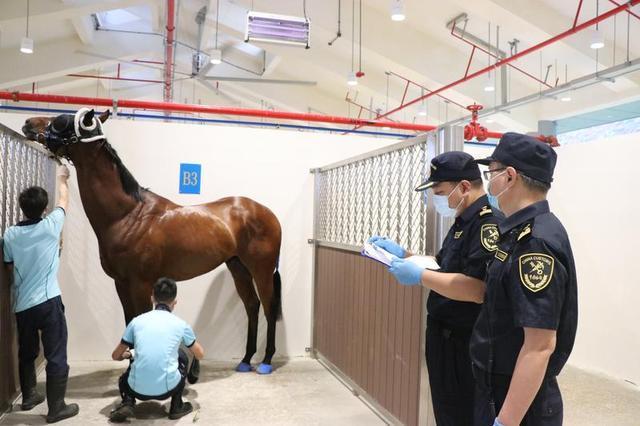 十英镑丘吉,尔后裔珍品,亮相,香港赛马会主页,赛程安排,赛果查询,马匹资料,比赛分析