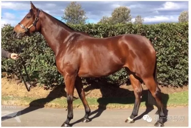 首场国家二,级赛全面升,明日呼市开,香港赛马会主页,赛程安排,赛果查询,马匹资料,比赛分析