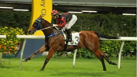 女裁判长马术训练：马匹调教技巧解析